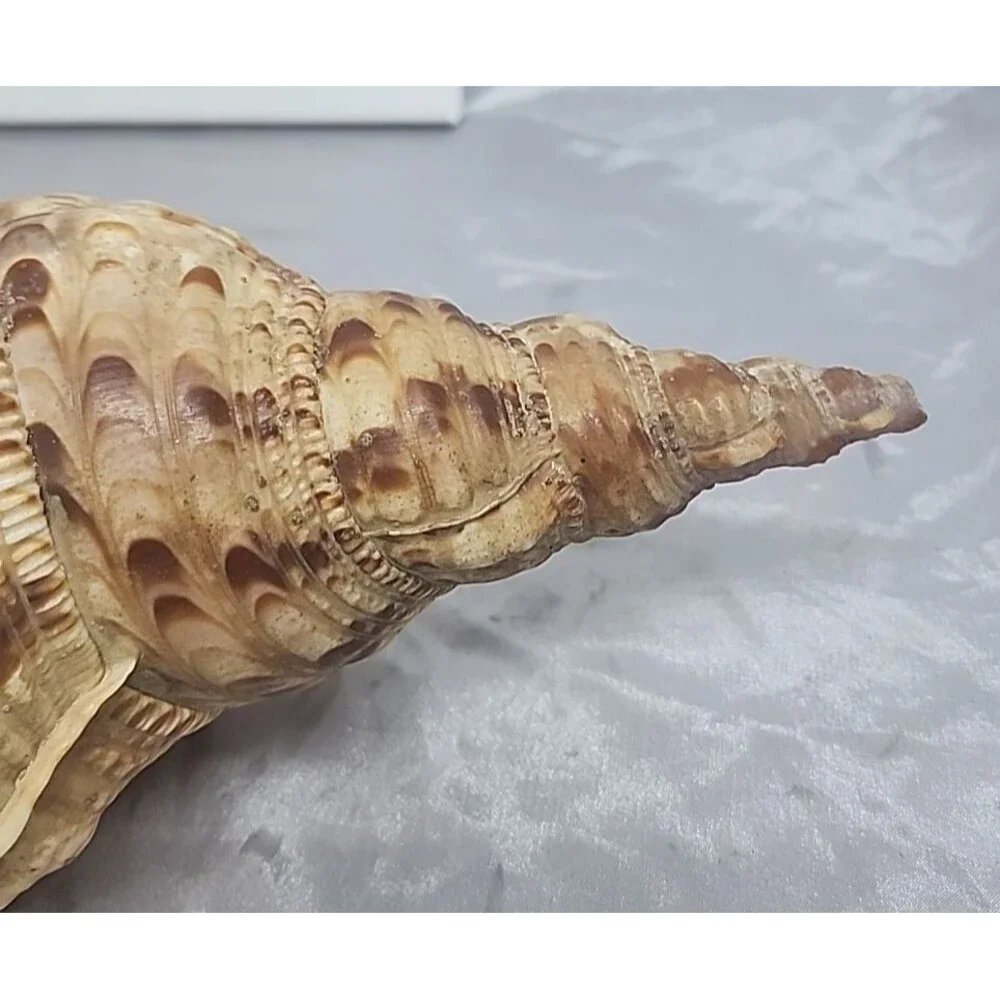 Trumpet Triton Charonia Tritonis Shell Conch XL 12” - Picture 4 of 9